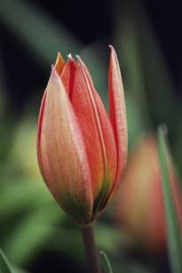 tulipa botanique orphanidea