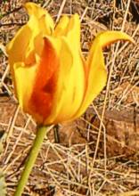 tulipa botanique ostrowskiana1 jpg
