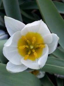 liliaceae 
     tulipa botanique 
     polychroma 
      
     tulipe
