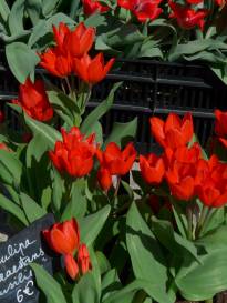 tulipa botanique praestans fusilier