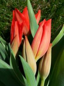 liliaceae 
     tulipa botanique 
     praestans 
     Zwanenburg 
     tulipe