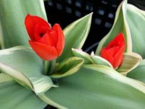 tulipa botanique praestans unicum