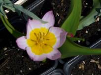 tulipa botanique saxatilis2 jpg