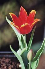 tulipa botanique schrenkii 2 jpg