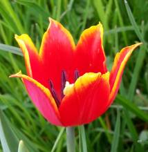 tulipa botanique schrenkii
