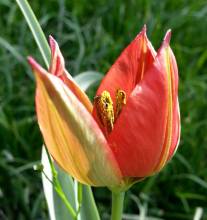 tulipa botanique sprengeri
