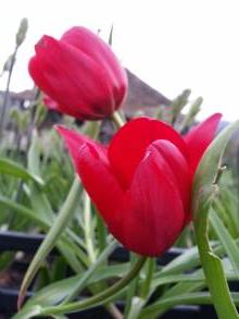 tulipa botanique stapfii