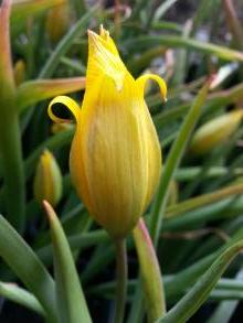 tulipa botanique sylvestris