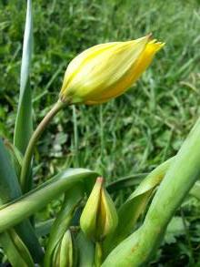 tulipa botanique sylvestris