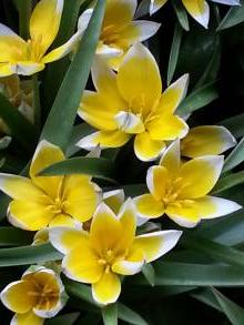 tulipa botanique tarda