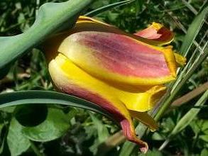 tulipa botanique tetraphylla