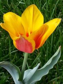 tulipa botanique tschimganica
