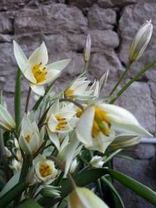 liliaceae 
     tulipa botanique 
     turkestanica 
      
     tulipe turkestanica