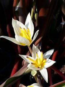 tulipa botanique turkestanica