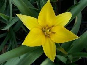 tulipa botanique urumiensis