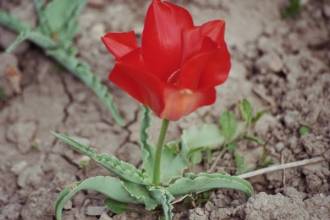 tulipa botanique vveddenskyi