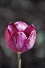 tulipa historique columbine1