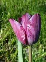 liliaceae 
     tulipa historique 
     Double Hâtive 
     Insulinde 
     tulipe