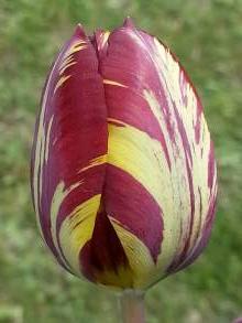 tulipa historique rembrandt absalon