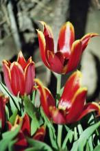 tulipa historique simple hative duc van tol red and yellow3 jpg