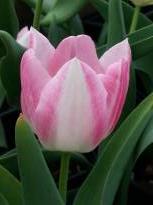 tulipa historique simple hative la reine rose 2