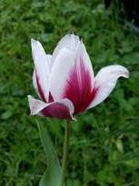 tulipa historique simple hative lac van rijn 1