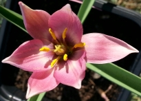 liliaceae 
     tulipa botanique 
     humilis 
     Aucheriana 
     tulipe