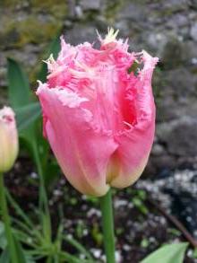 tulipa massif dentelle fancy frills
