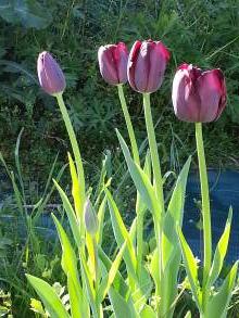 liliaceae 
     tulipa massif 
     Simple tardive 
     Queen of the Night 
     tulipe
