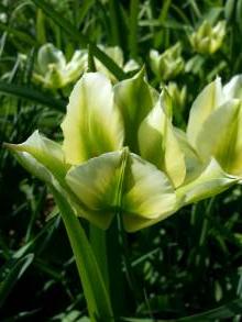 tulipa massif viridiflora spring time