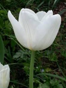 tulipa massif white dream