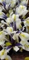 iridaceae 
     iris 
     reticulata 
     Eye Catcher 
     Iris reticulata Eye Catcher